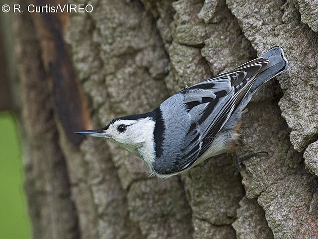 White-breasted Nuthatch